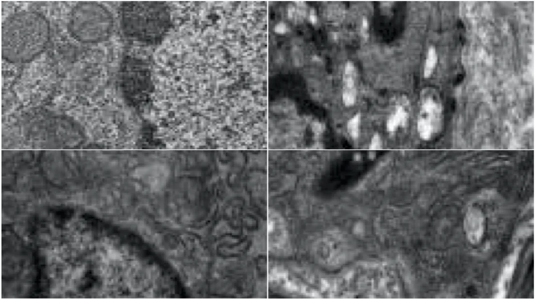 free radicals in dermatology