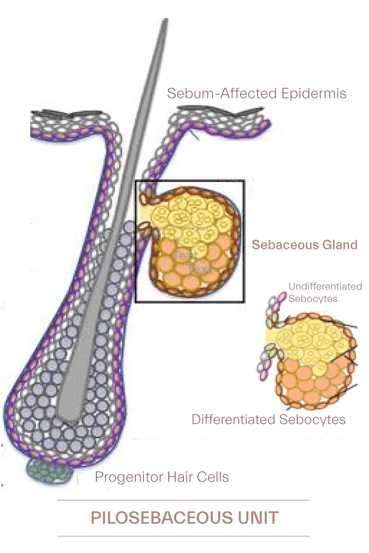 Sebum