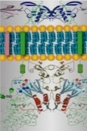 Role of TGF beta in acne scars