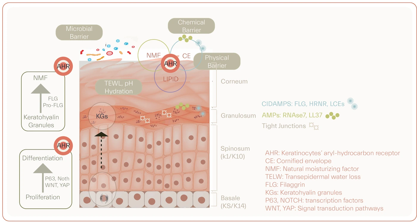 Atopic dermatitis skin care targeted toward maintenance of kin barrier function and repair