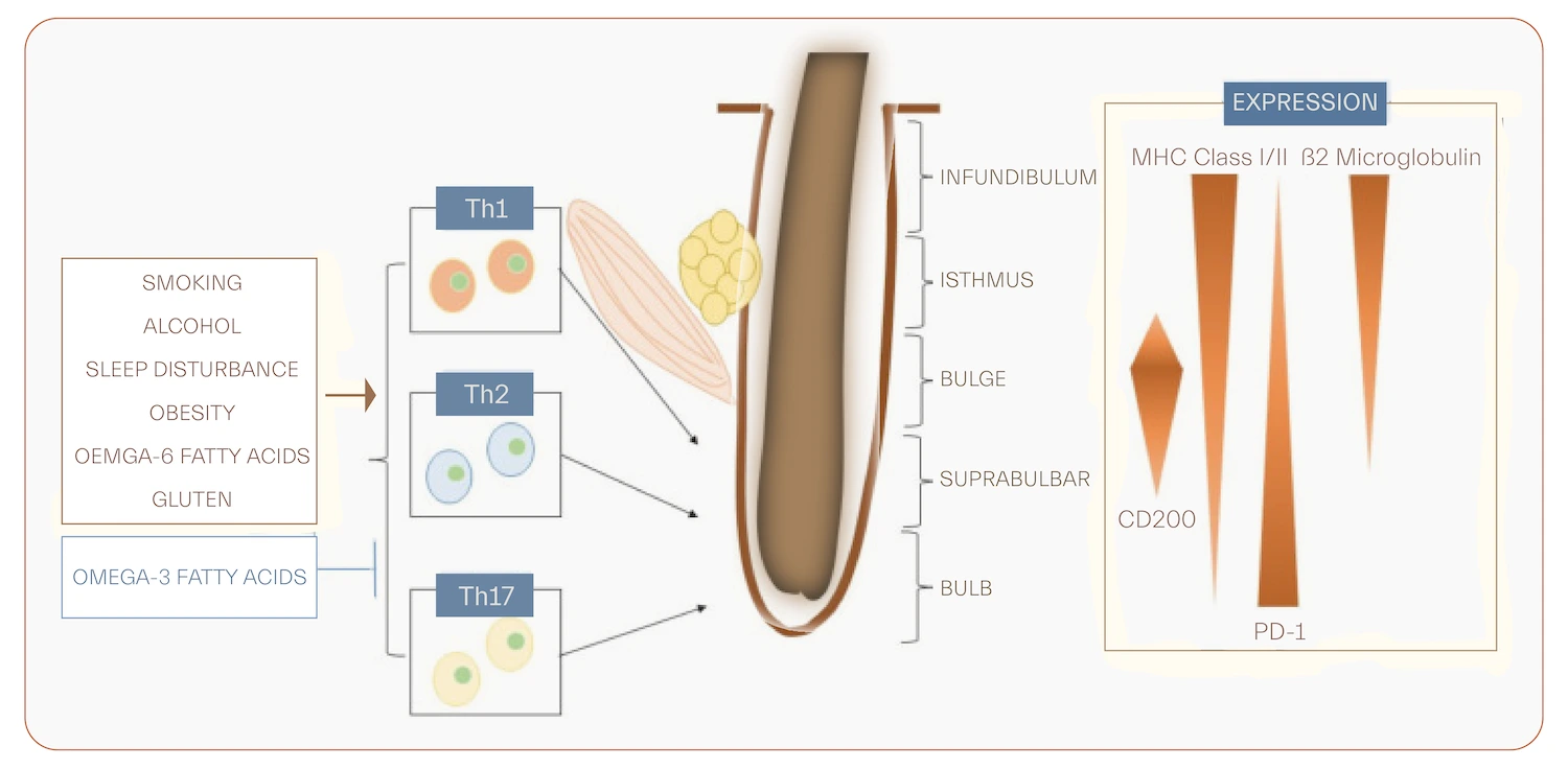 hair follicle stress and life style