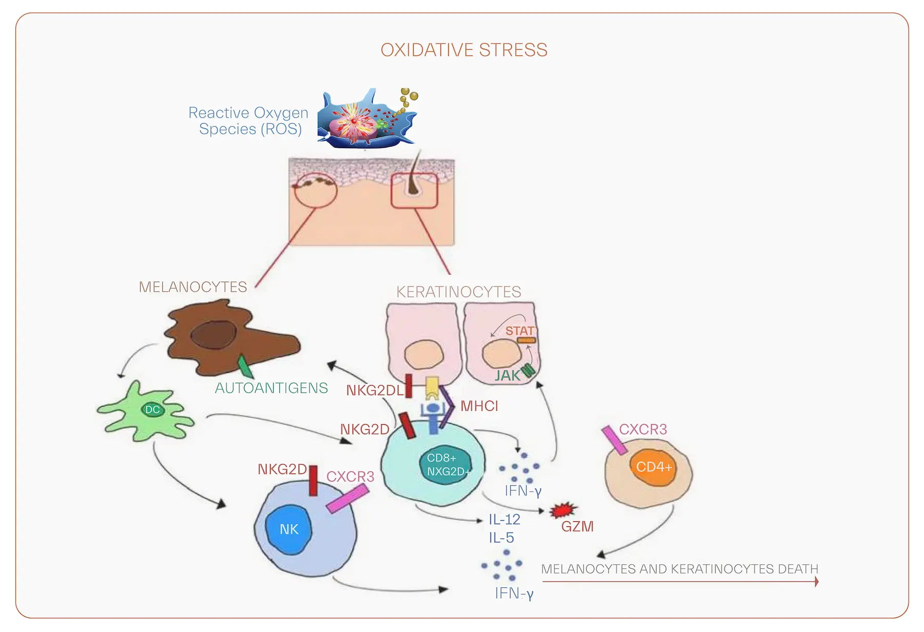 Role of oxidative stress in hair loss