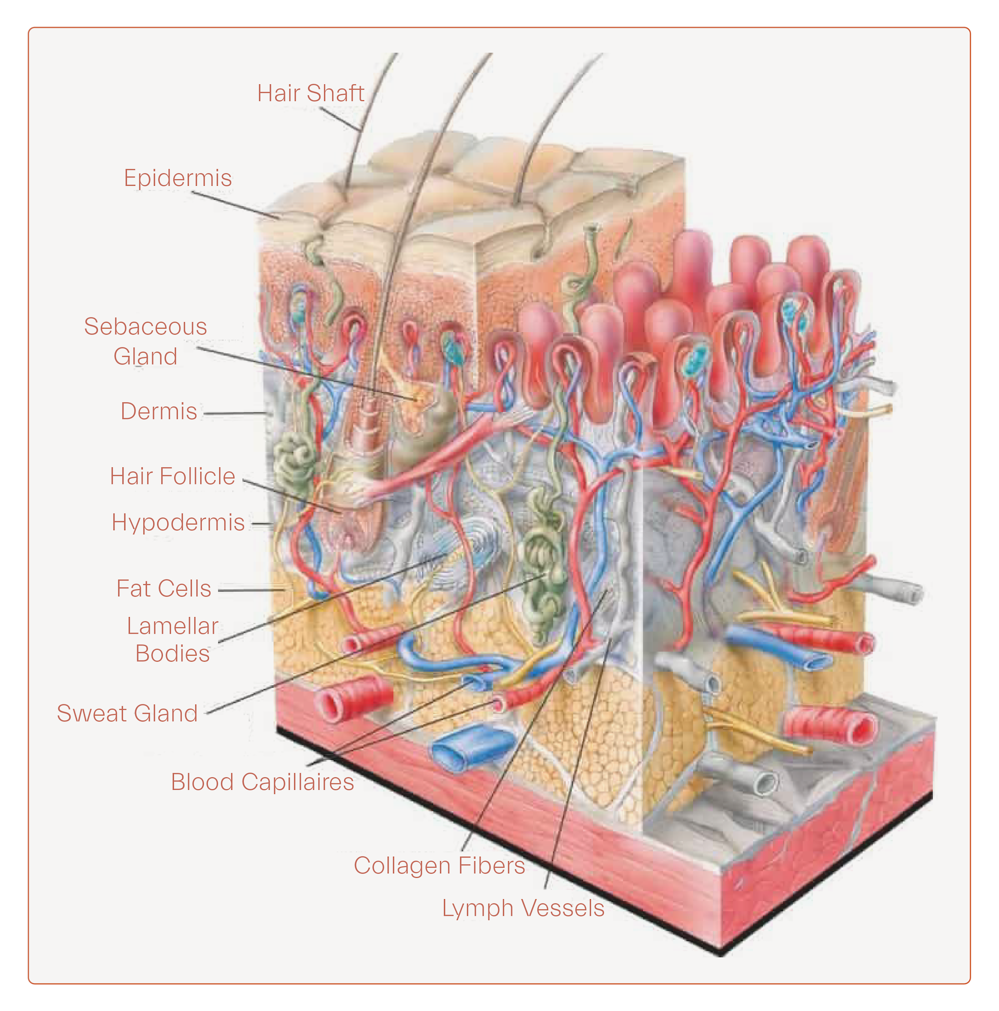 Skin blood vessels and circulation