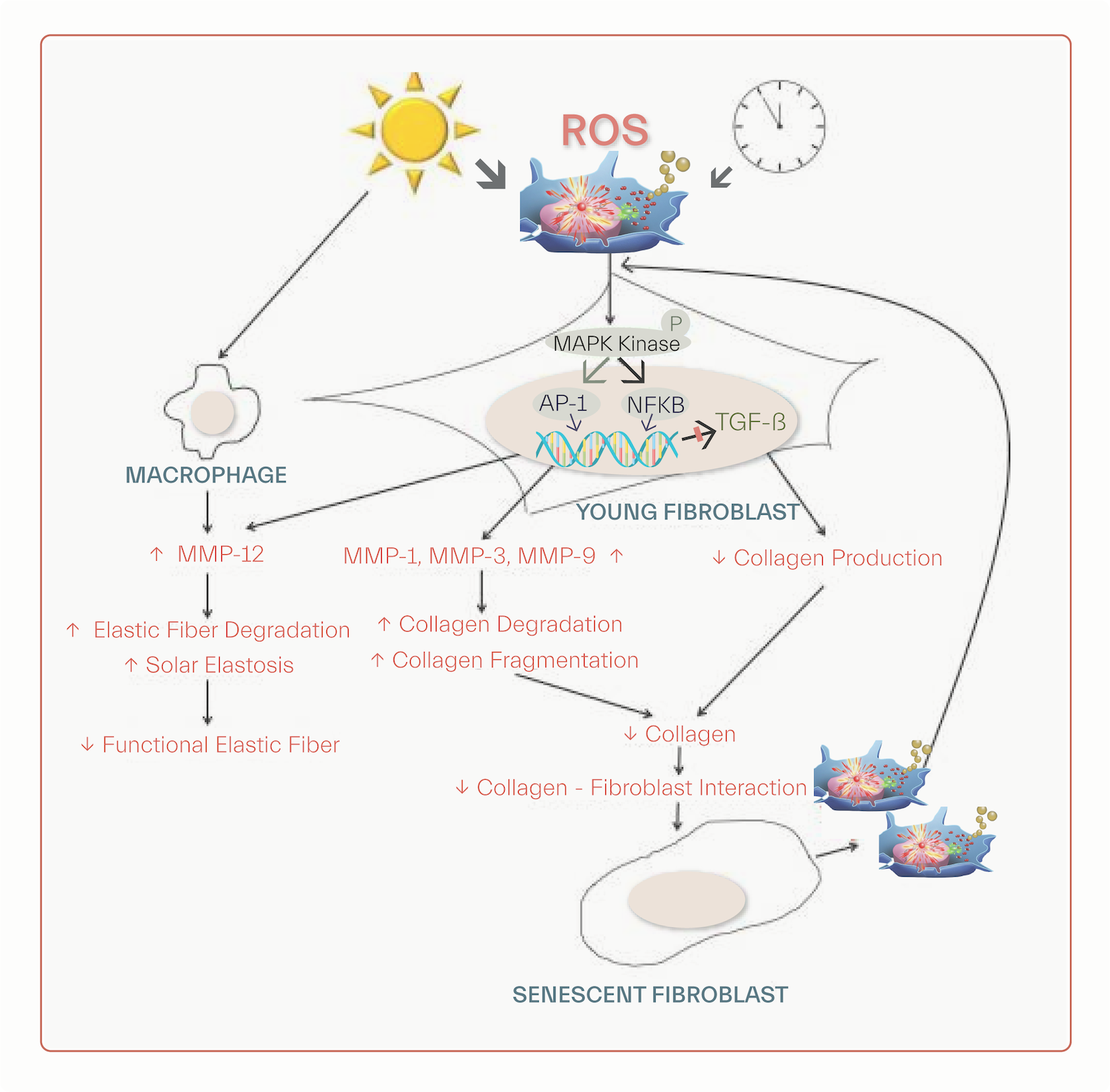 Increased in ROS formation with aging
