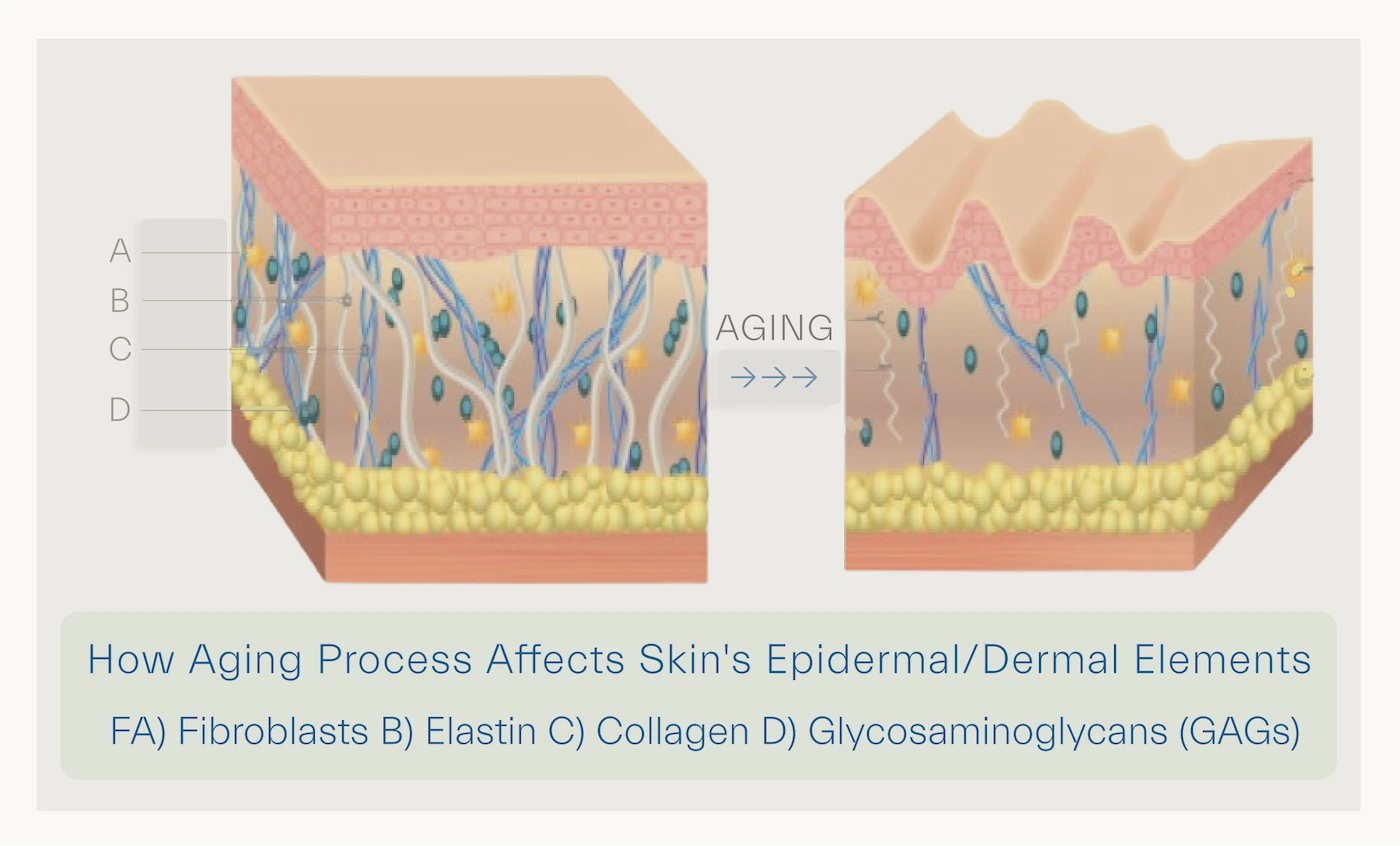 how aging changes the skin