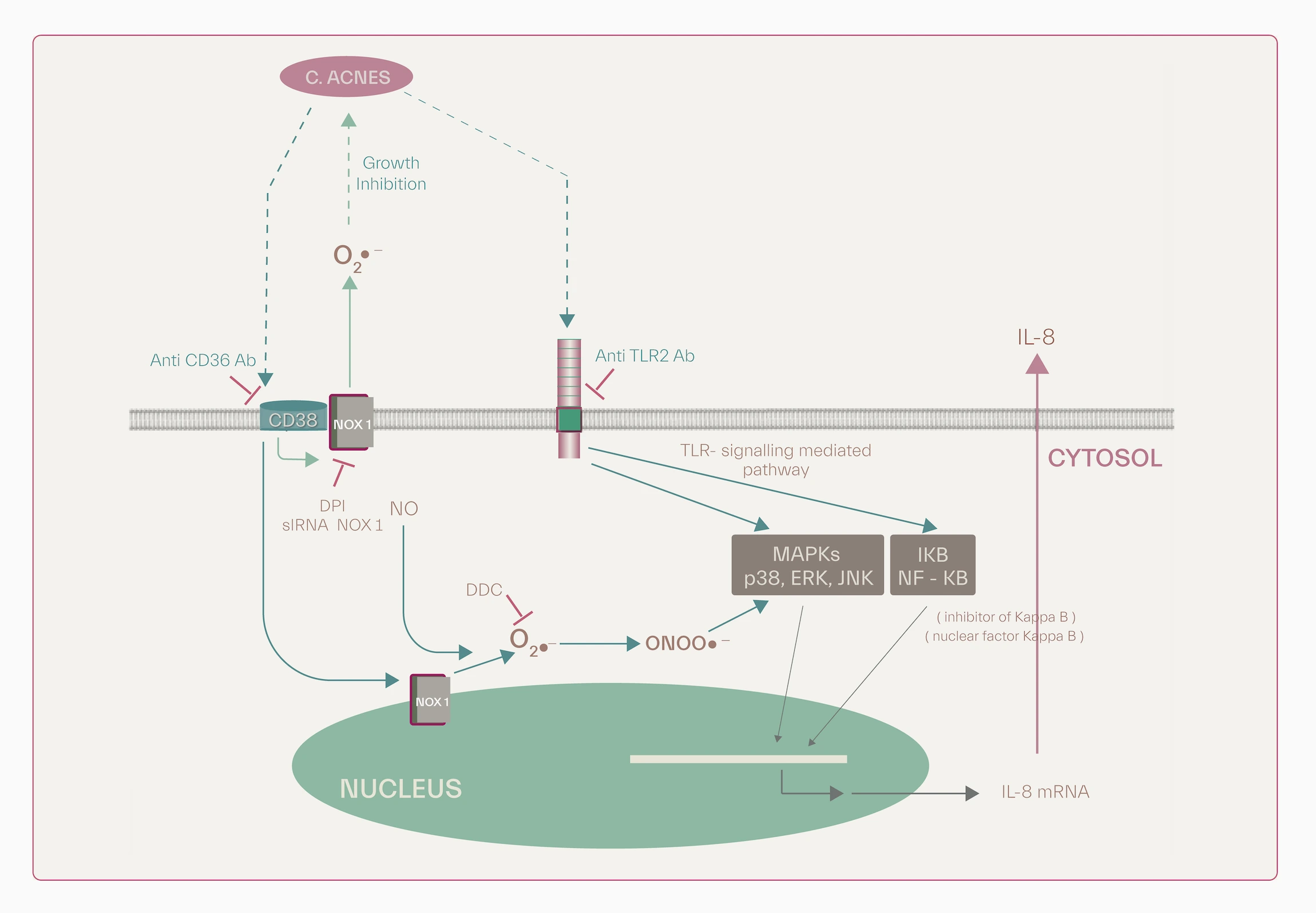 ROS and inflammation within keratinocytes