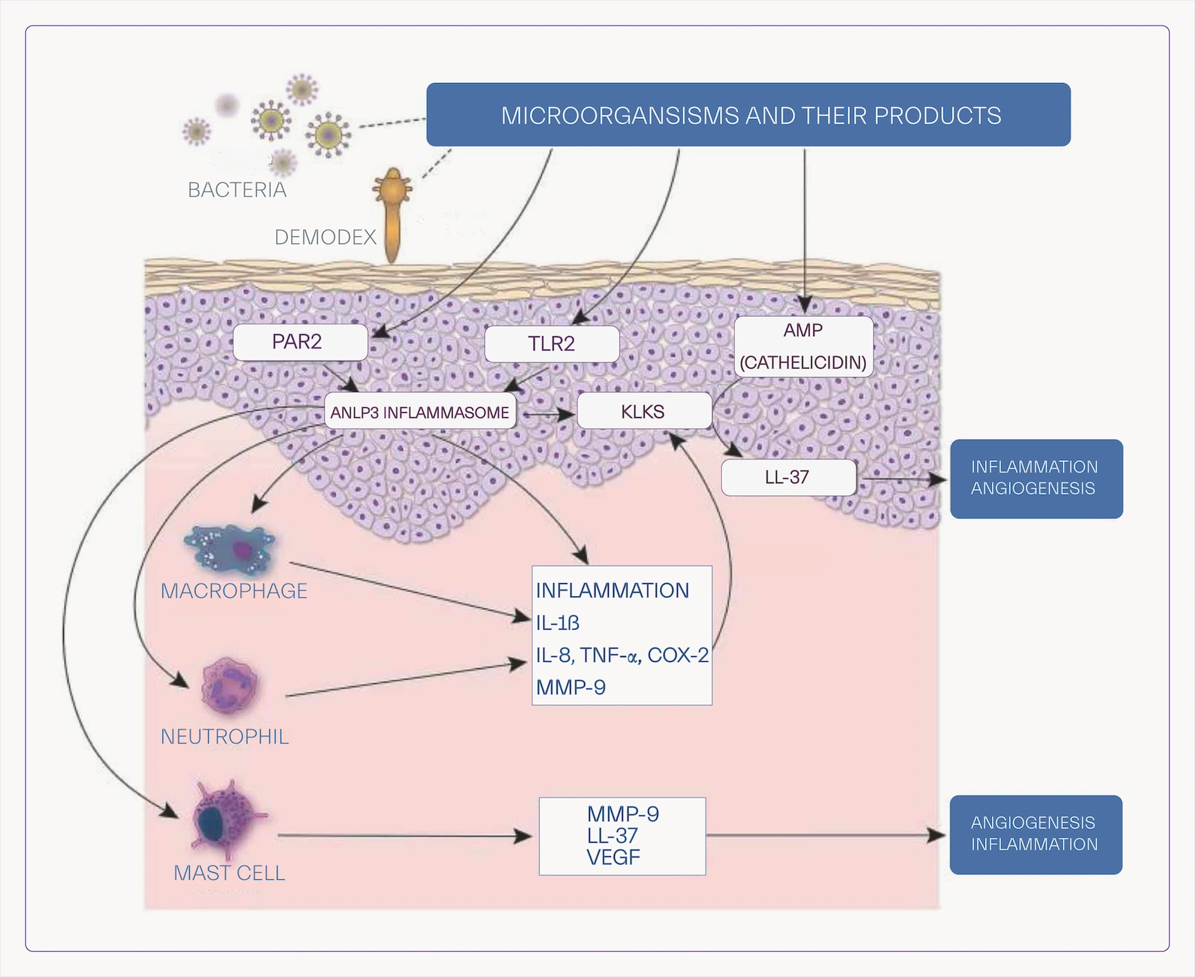 - Rosacea underlying mechanisms and interaction of various biomolecules in its pathogenesis