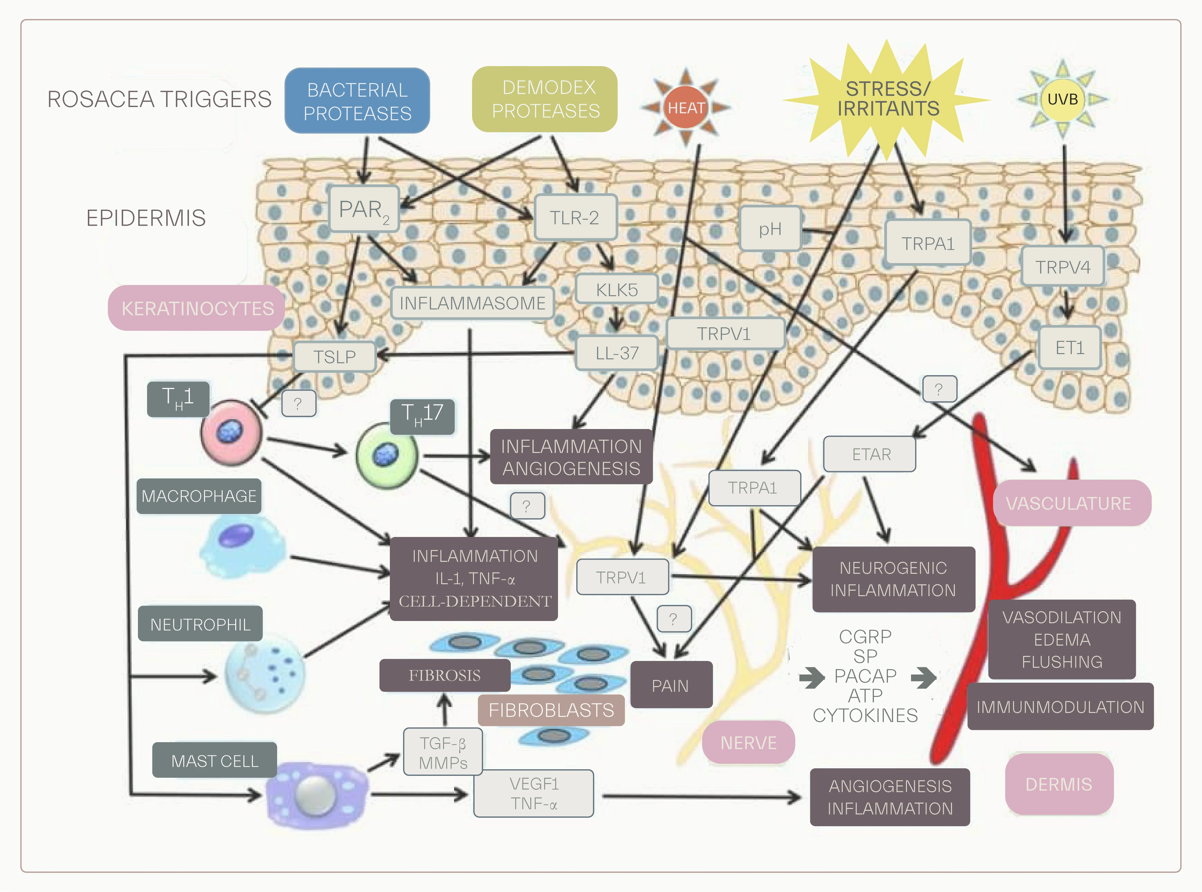 - Rosacea underlying mechanisms and interaction of various biomolecules in its pathogenesis