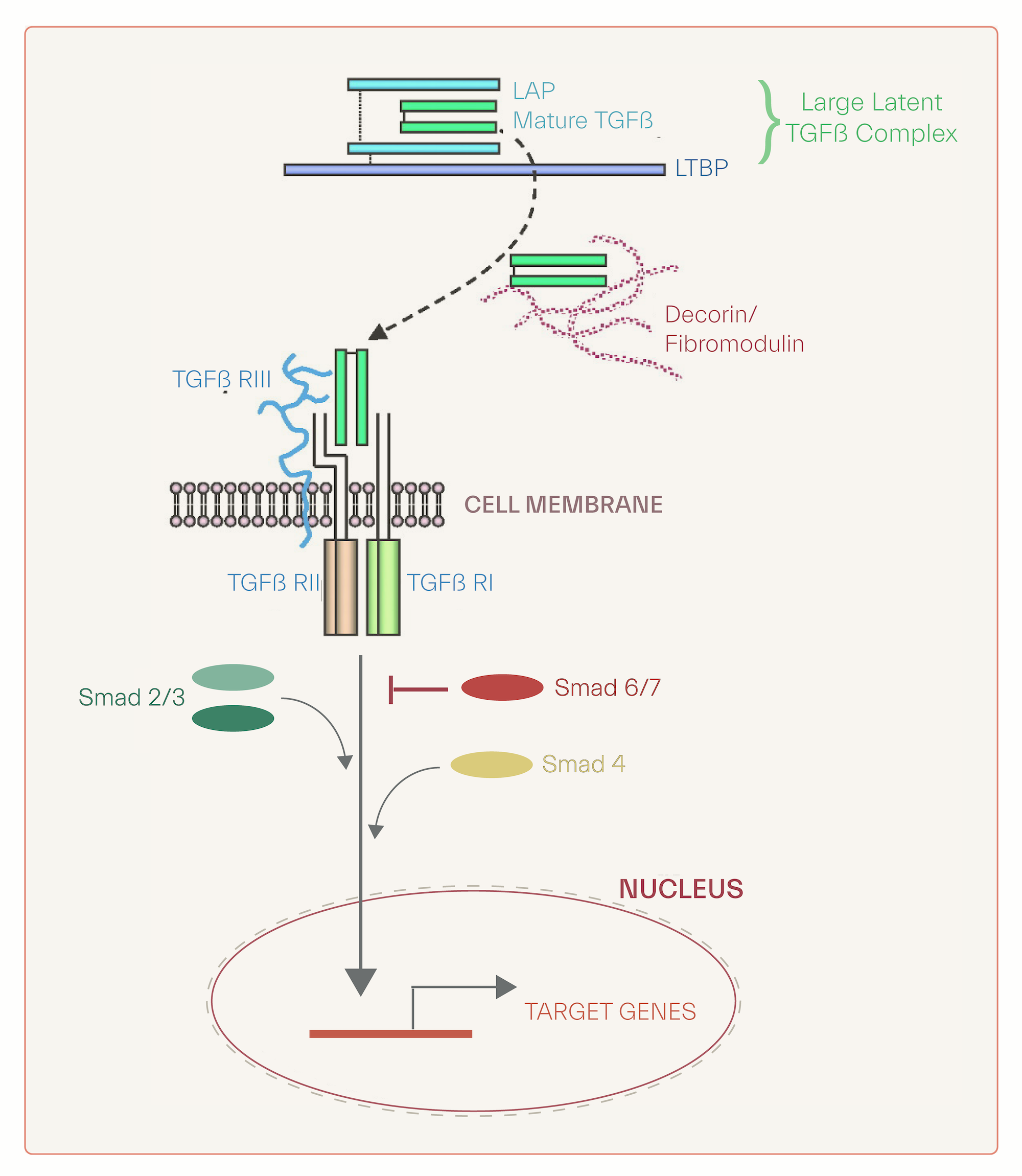 - TFG and its implication in acne scars pathogenesis
