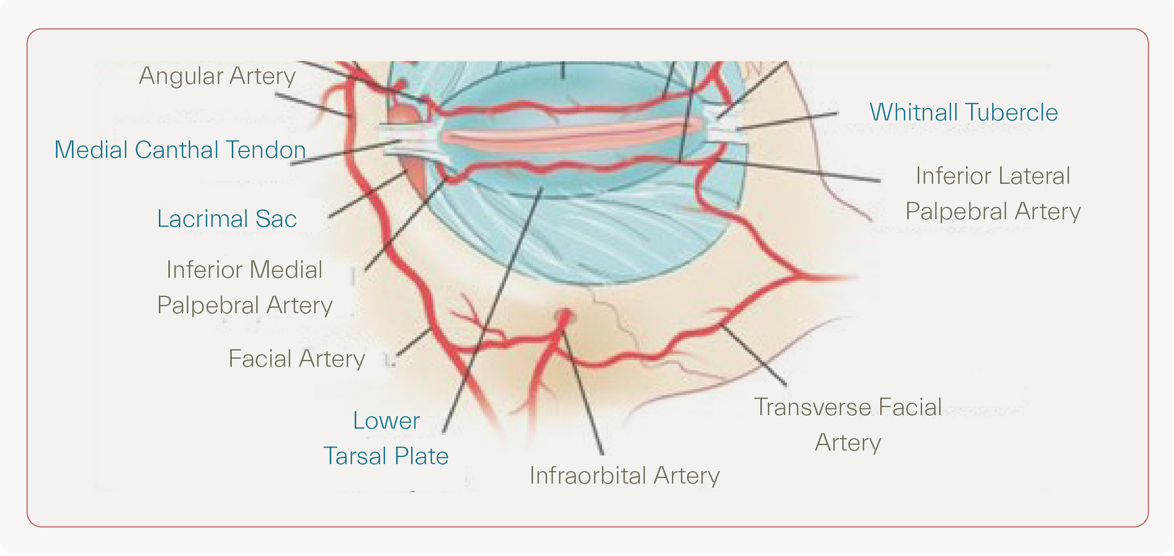 Under-eye blood flow, its implication in leaky capillaries and formation of puffy eyelids